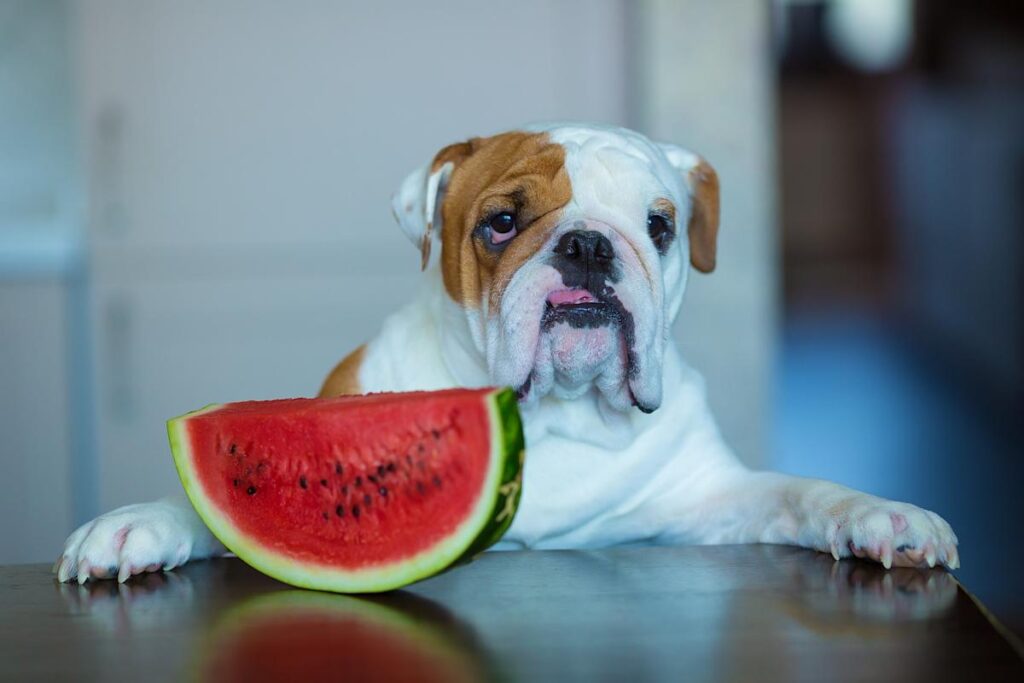 how much watermelon Can a dog eat?
