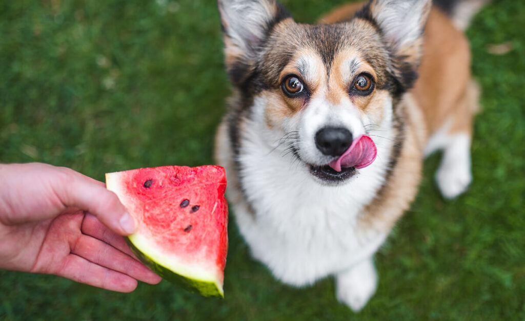 Is Watermelon Good for Dogs, or Just Safe?
