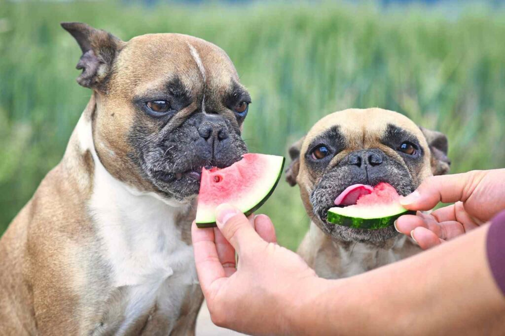 can puppies and senior dogs have watermelon