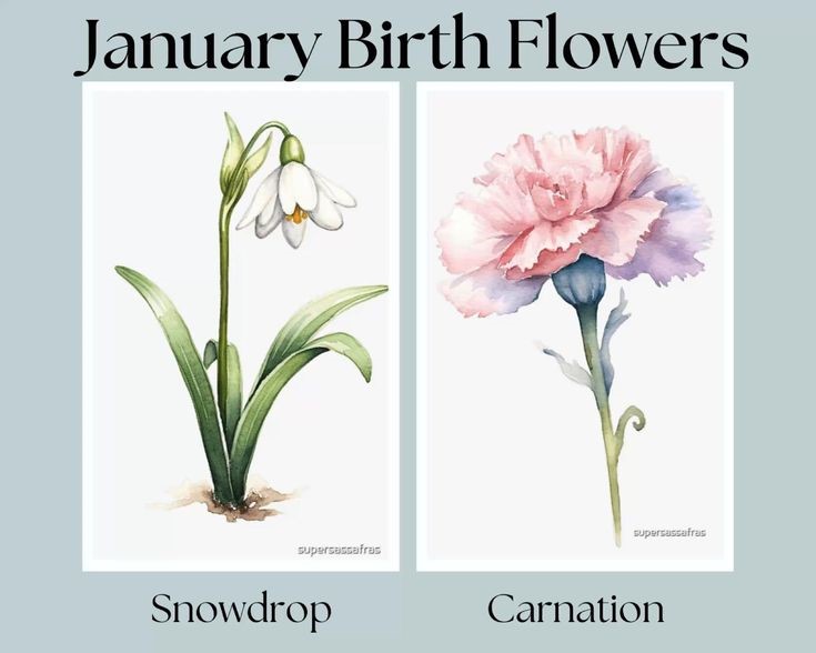 The Carnation: Love and Distinction