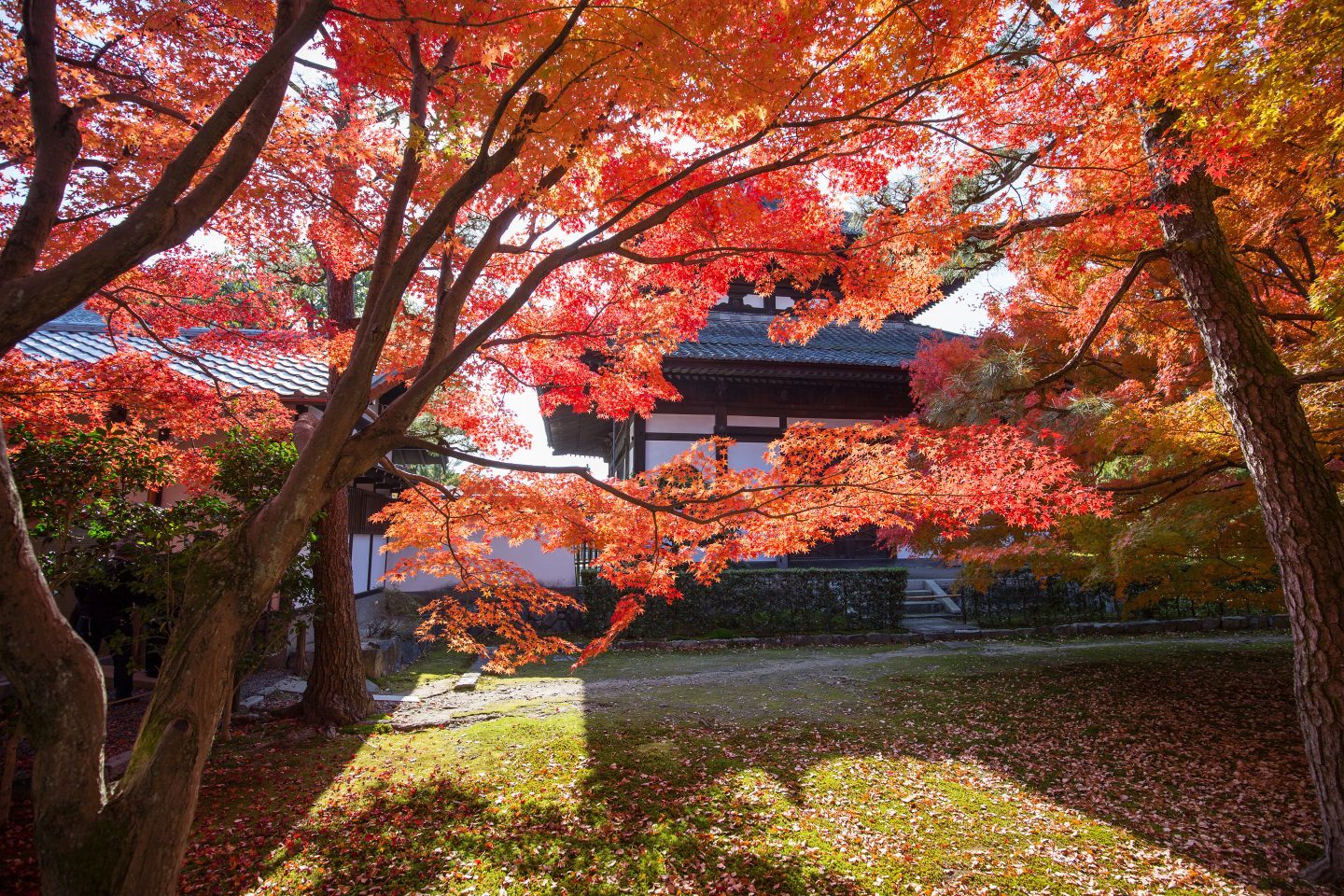 best places to see autumn leaves japan