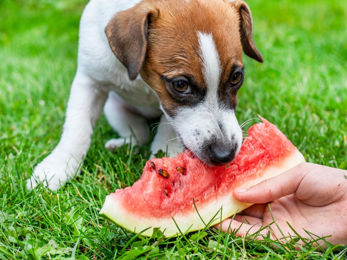 can dogs eat watermelon