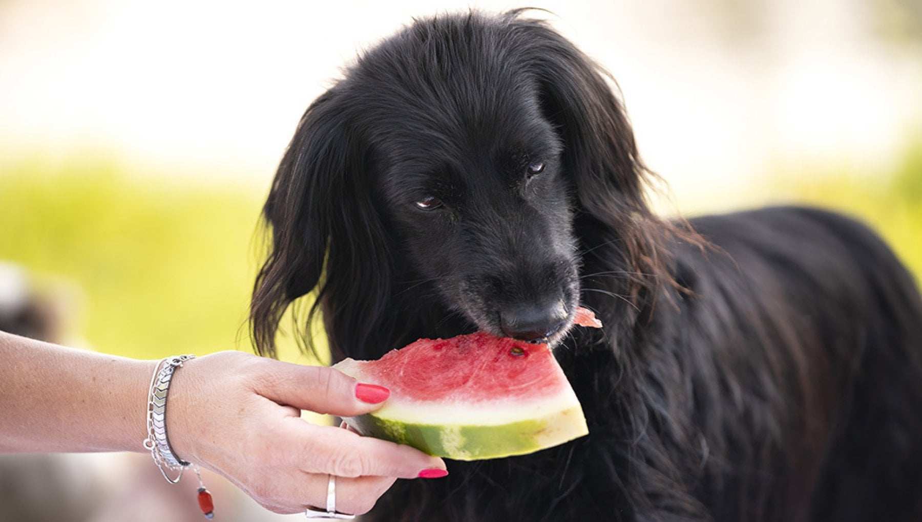 can dogs have watermelon