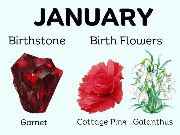 January Birth Flower: Meaning, Symbolism, and Colors